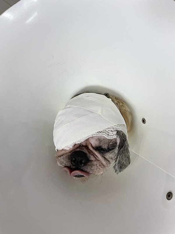 imagem da vaquinha Nos ajude a salvar o Léo 