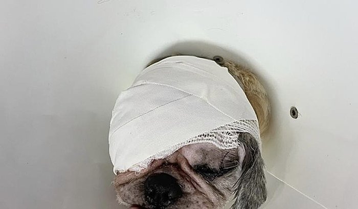 Nos ajude a salvar o Léo 