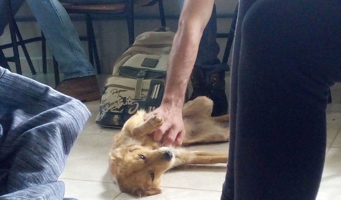 Ajuda para cirurgia da cachorrinha abandonada no Cedeteg