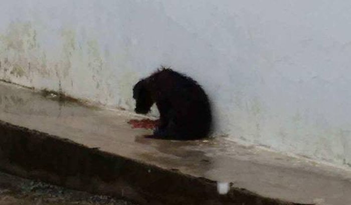 Telhado para salvar 03 cães que estão sofrendo nas fortes chuvas