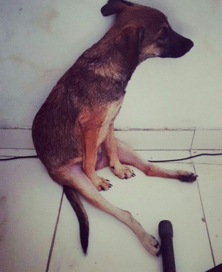 imagem da vaquinha Ajuda Cadelinha Rubi