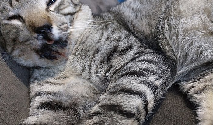 Para a Cirurgia na Mandíbula do Ninho