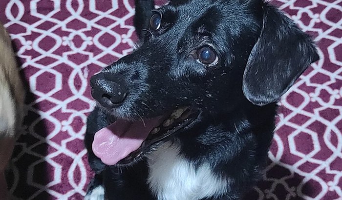 Ajude nosso cão amigo Leonardo 