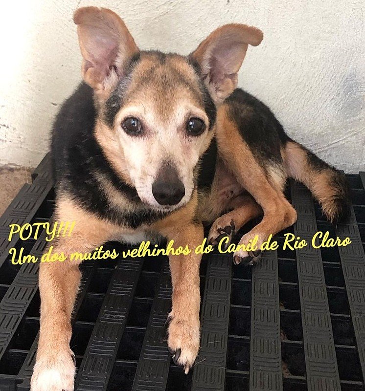 DE MÃOS DADAS CONTRA O FRIO NO CANIL DE RIO CLARO-SP