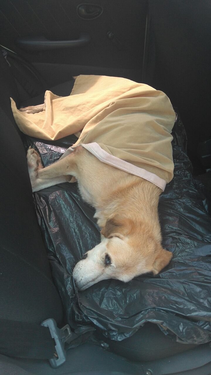 imagem da vaquinha Ajuda Cãozinho Max