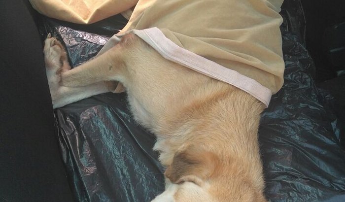 Ajuda Cãozinho Max