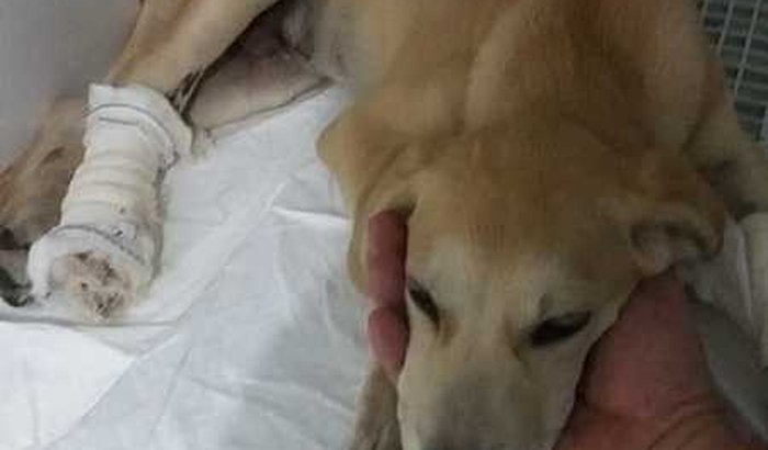 Ajuda para um cachorro que foi atropelado