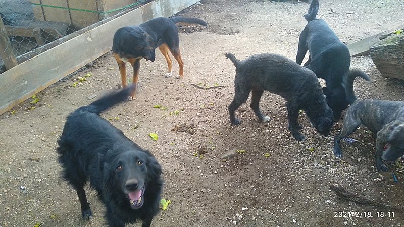 imagem da vaquinha Ajuda para o abrigo Bem Vira-Lata 🐈