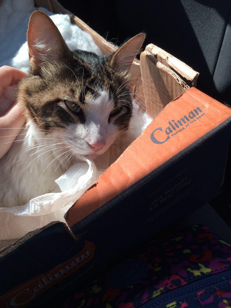 imagem da vaquinha Ajude o gatinho atropelado