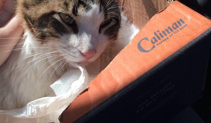 Ajude o gatinho atropelado