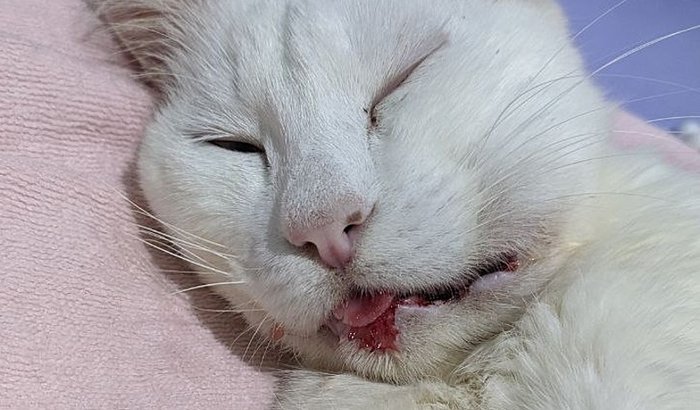 Câncer do gato Theodoro