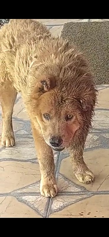 imagem da vaquinha Ajuda para o Urso