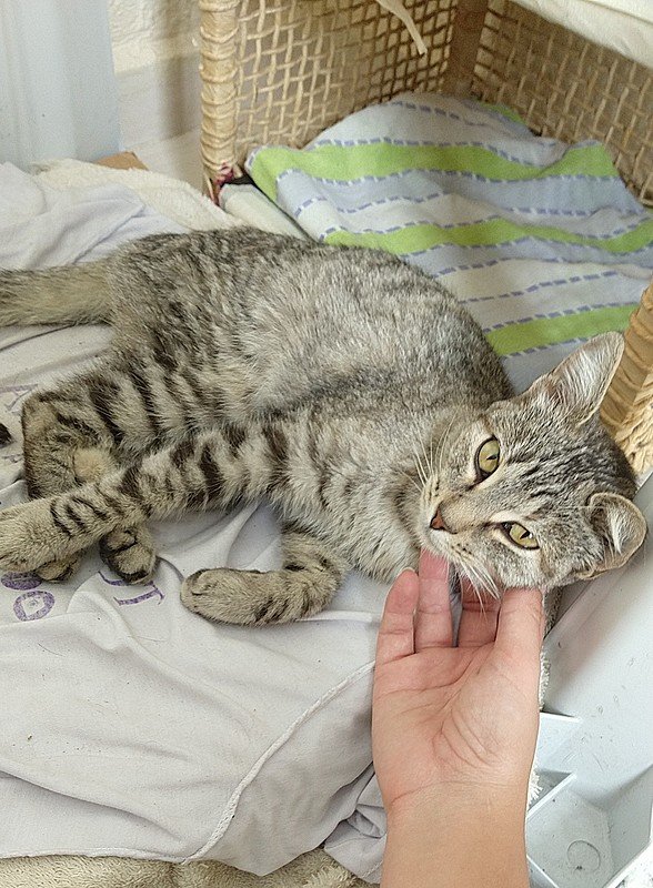 imagem da vaquinha Recuperação da Gatinha Lua