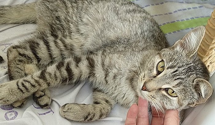 Recuperação da Gatinha Lua