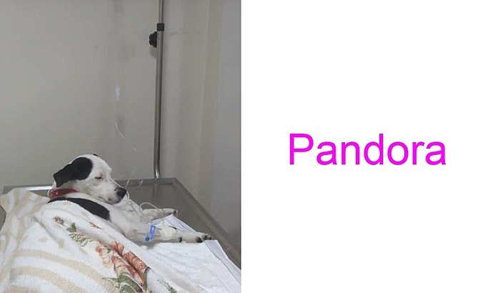 AJUDE A PANDORA A FAZER CIRURGIA