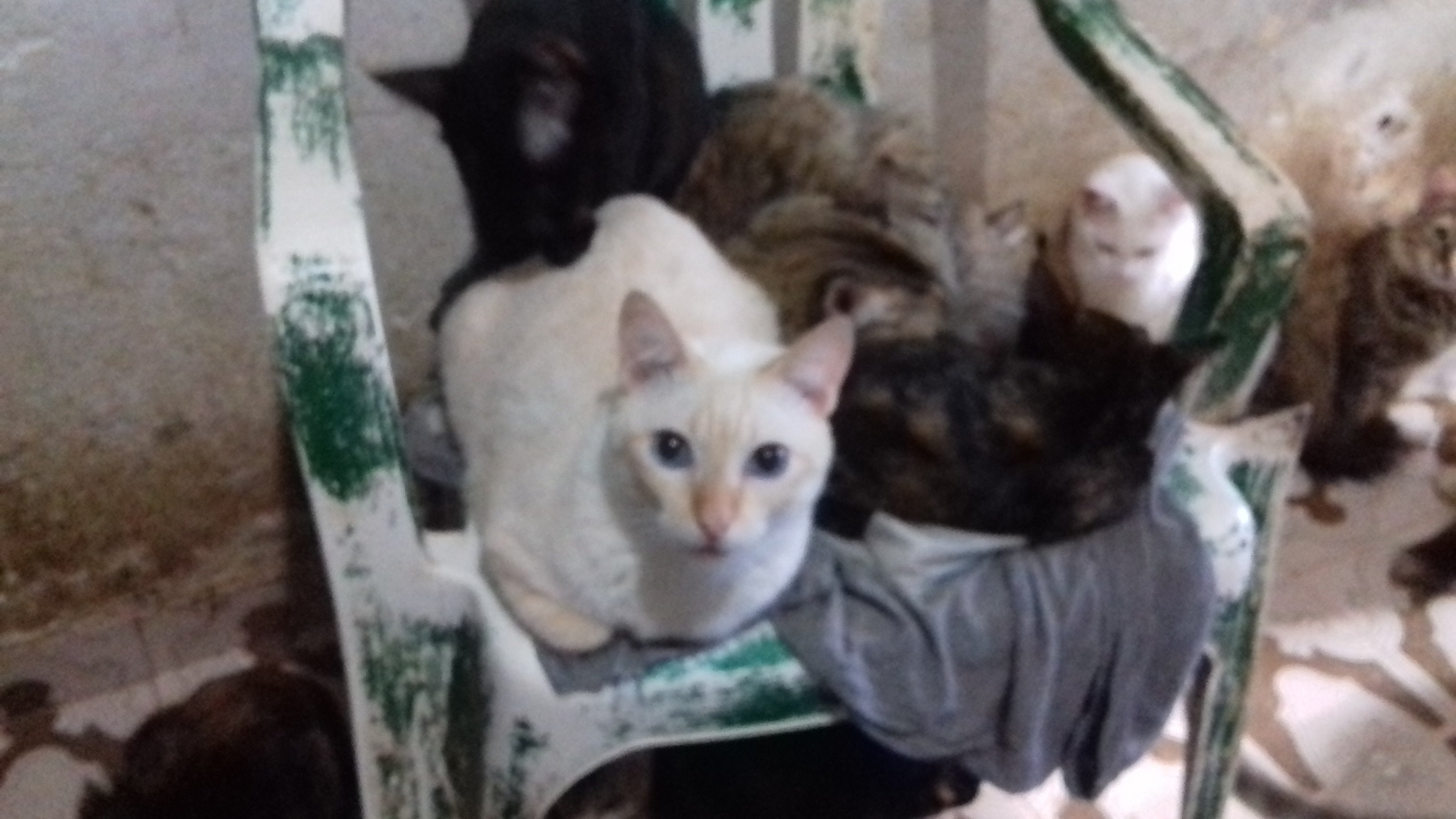 AJUDA PARA OS 87 GATOS DO ABRIGO