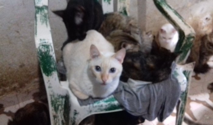 AJUDA PARA OS 87 GATOS DO ABRIGO