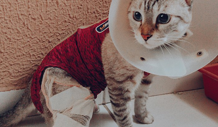 Ajude a Loloca ❤️