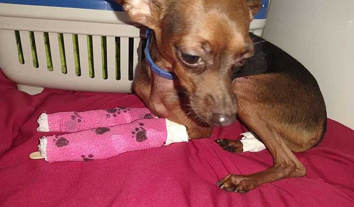 Cirurgia ortopédica para meu cachorro billy