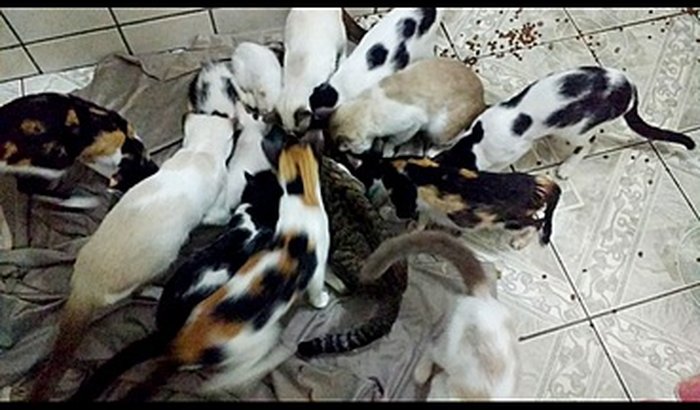 Ajude na castração desses gatinhos