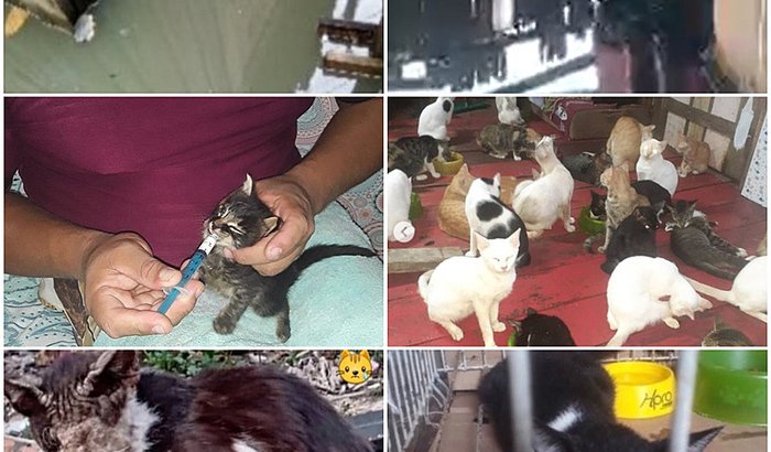 Ajude o protetor a cuidar de seus animais e manter sua casa