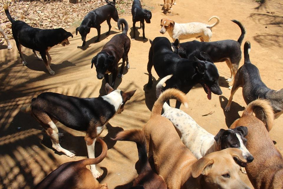 imagem da vaquinha 300 Kg de Ração!!!
