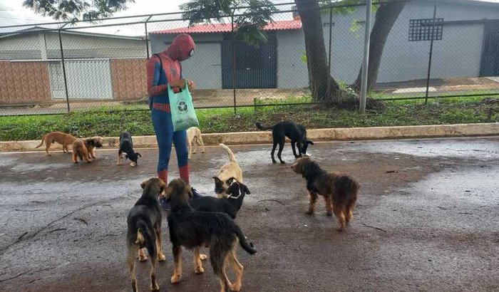  Ajude Fazer Um Abrigo Para Os Animais De Rua 