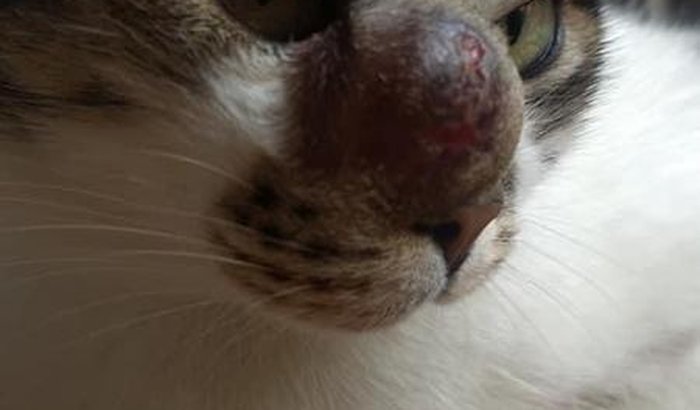 Ajuda na Radioterapia da Cocozé