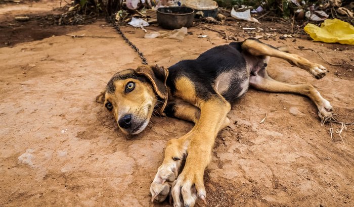 Animais abandonados 