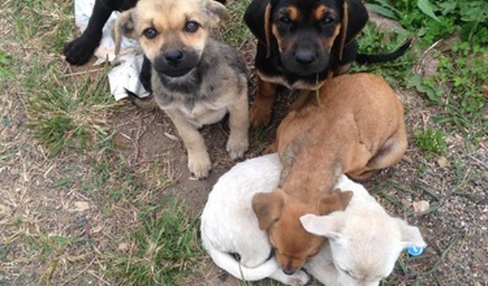 Filhotinhos fofos precisando de ajuda!
