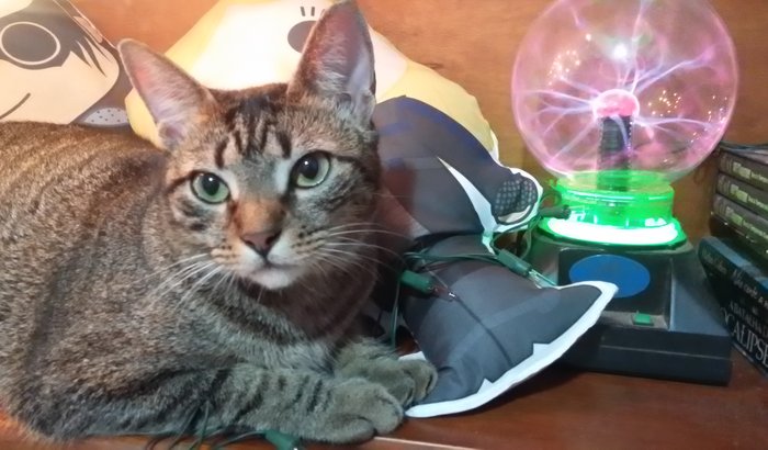 TRATAMENTO FELV - ROSA