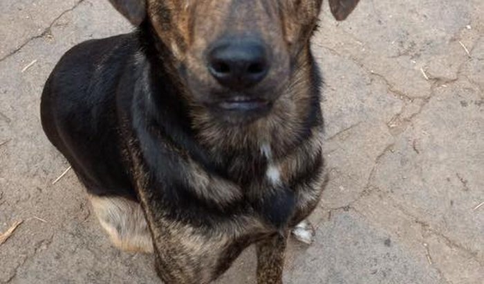 Ajuda para construir 70 canis - Abrigo Esperança Animal