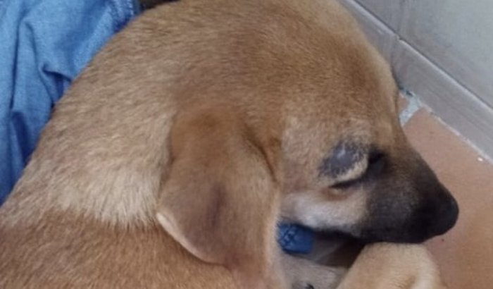 Ajude o Cachorrinho!