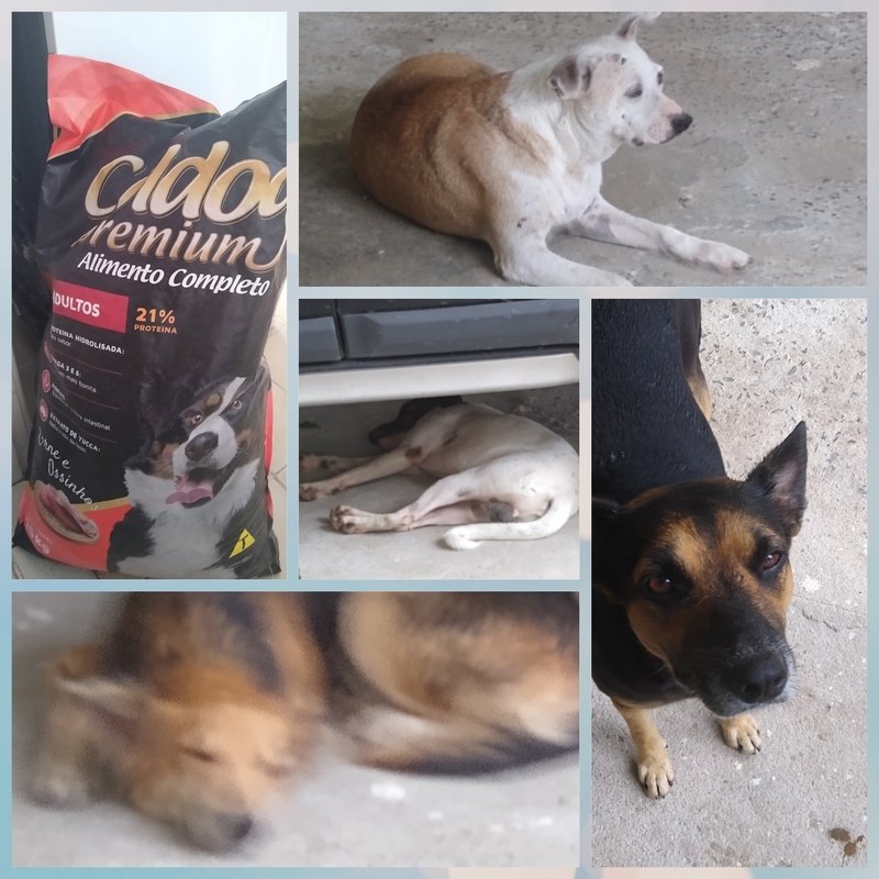 Me ajude a ajudar os doguinhos  