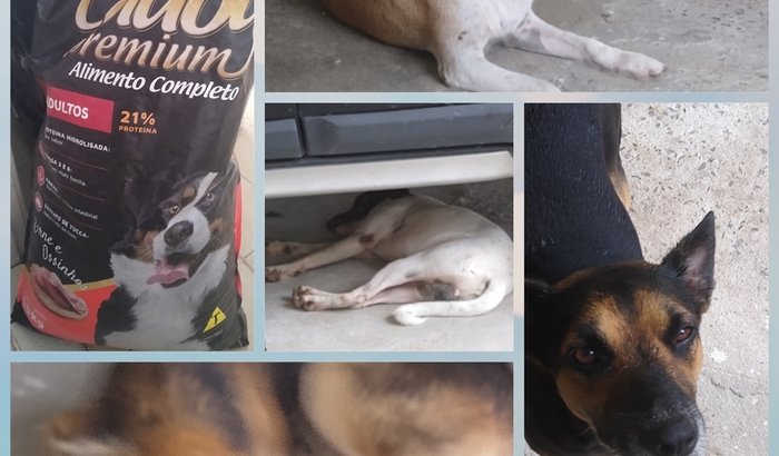 Me ajude a ajudar os doguinhos