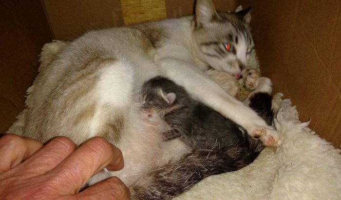 CASTRAÇÃO É TESTE FIV/FELV DE RESGATINHOS