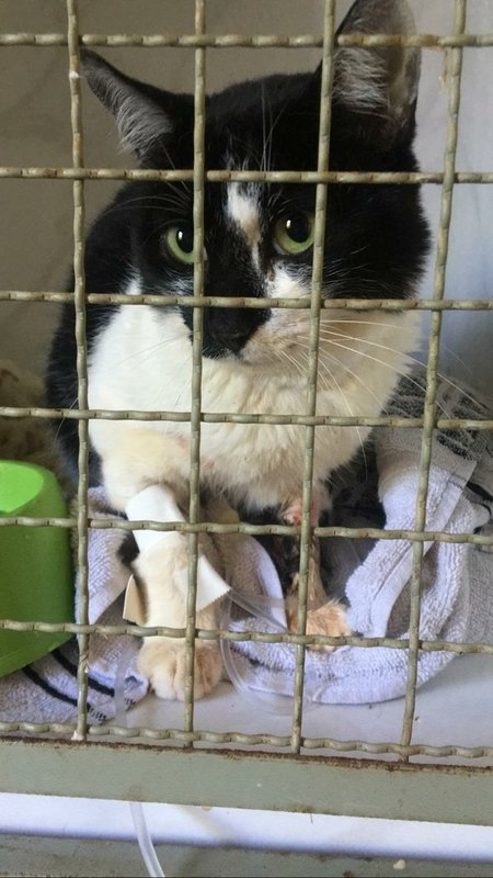 Ajude a salvar o Nego Augusto