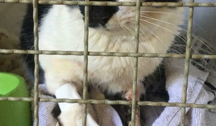 Ajude a salvar o Nego Augusto