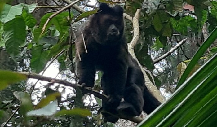 Apadrinhe um Macaco-prego da Reserva Natural Reluz