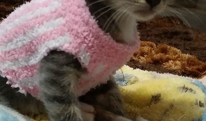 Amora - a gatinha paraplégica!