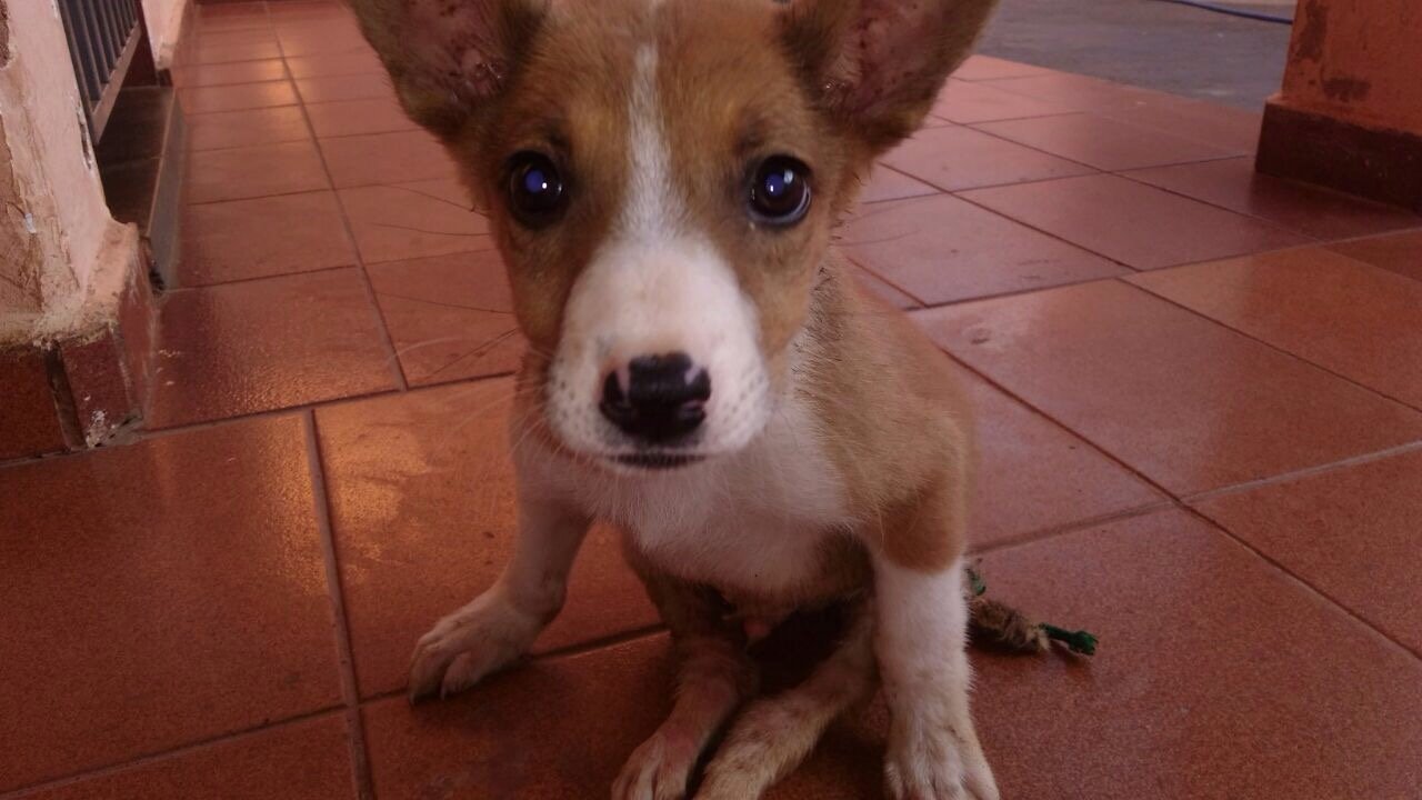 AJUDE O JUNHINHO