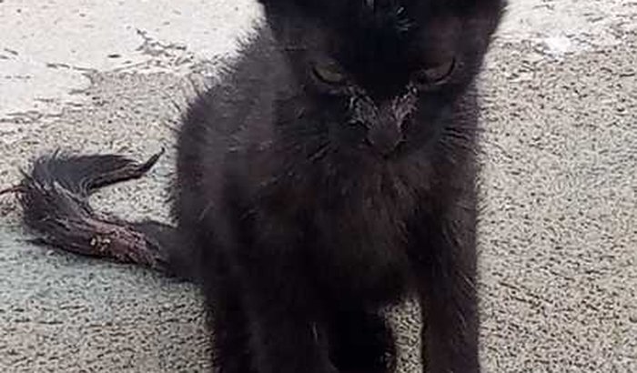 CONSULTA EXAMES E MEDICAMENTOS GATINHO RESGATADO