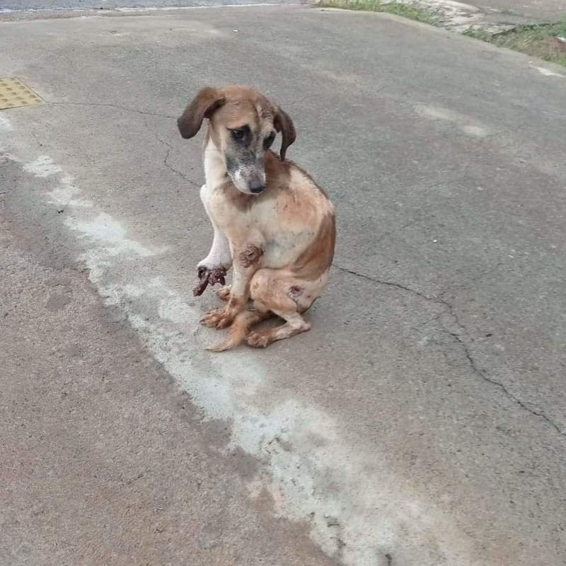 imagem da vaquinha Nos ajude a salvar o Lucas!