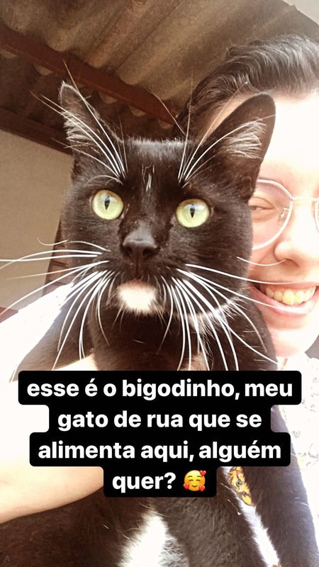 imagem da vaquinha Ajude a alimentar os gatos de rua do DF