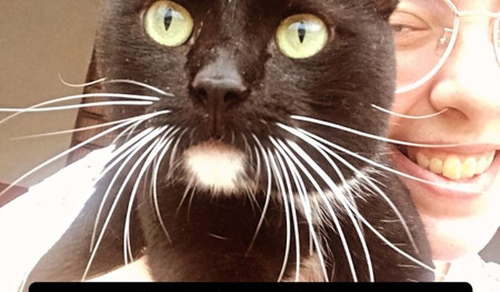 Ajude a alimentar os gatos de rua do DF