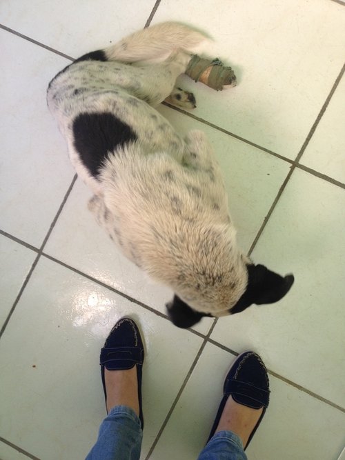 imagem da vaquinha AJUDE O DUKE