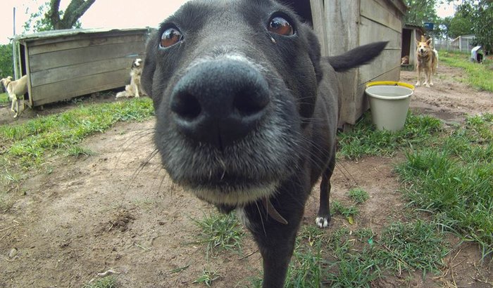 AJUDA PARA OS PELUDOS DA A4 ONG - CAPÃO DO LEÃO/RS