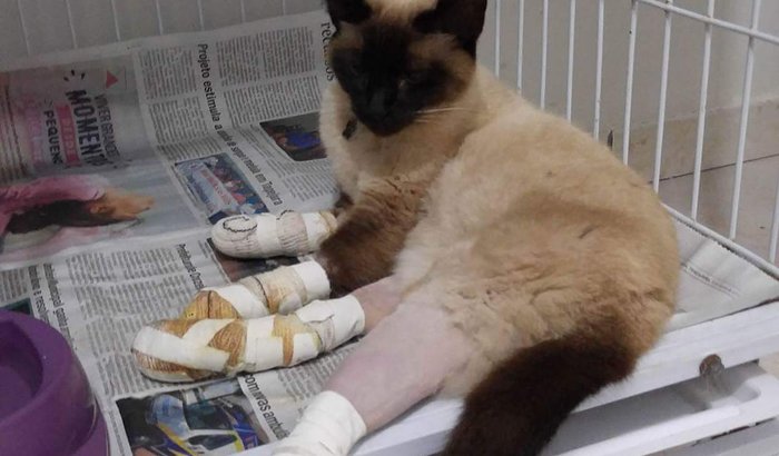 Gatinha Artemis foi torturada e precisa de ajuda