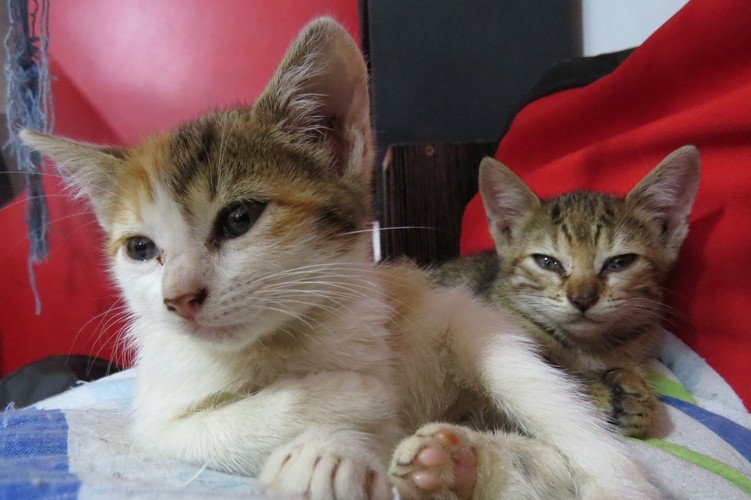 imagem da vaquinha Resgate de Lucy e Rosa