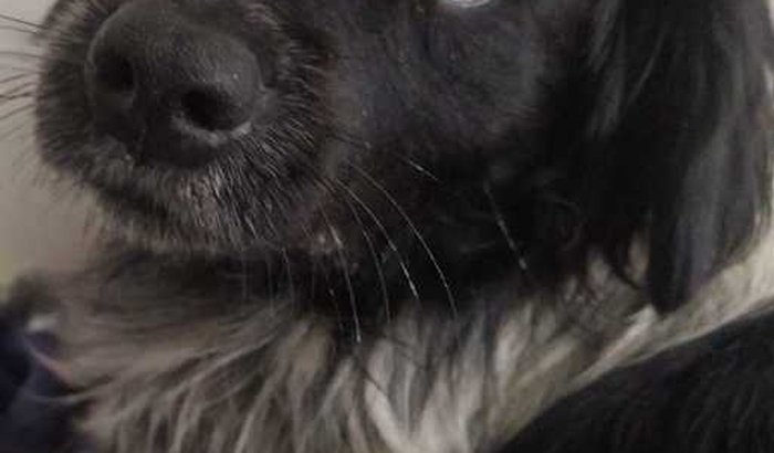 Cirurgia do parmalat